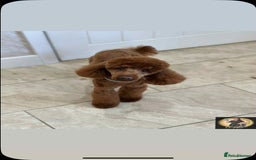 Cockapoo dogs for sale: 3 beautiful cockapoo boys - Image 15
