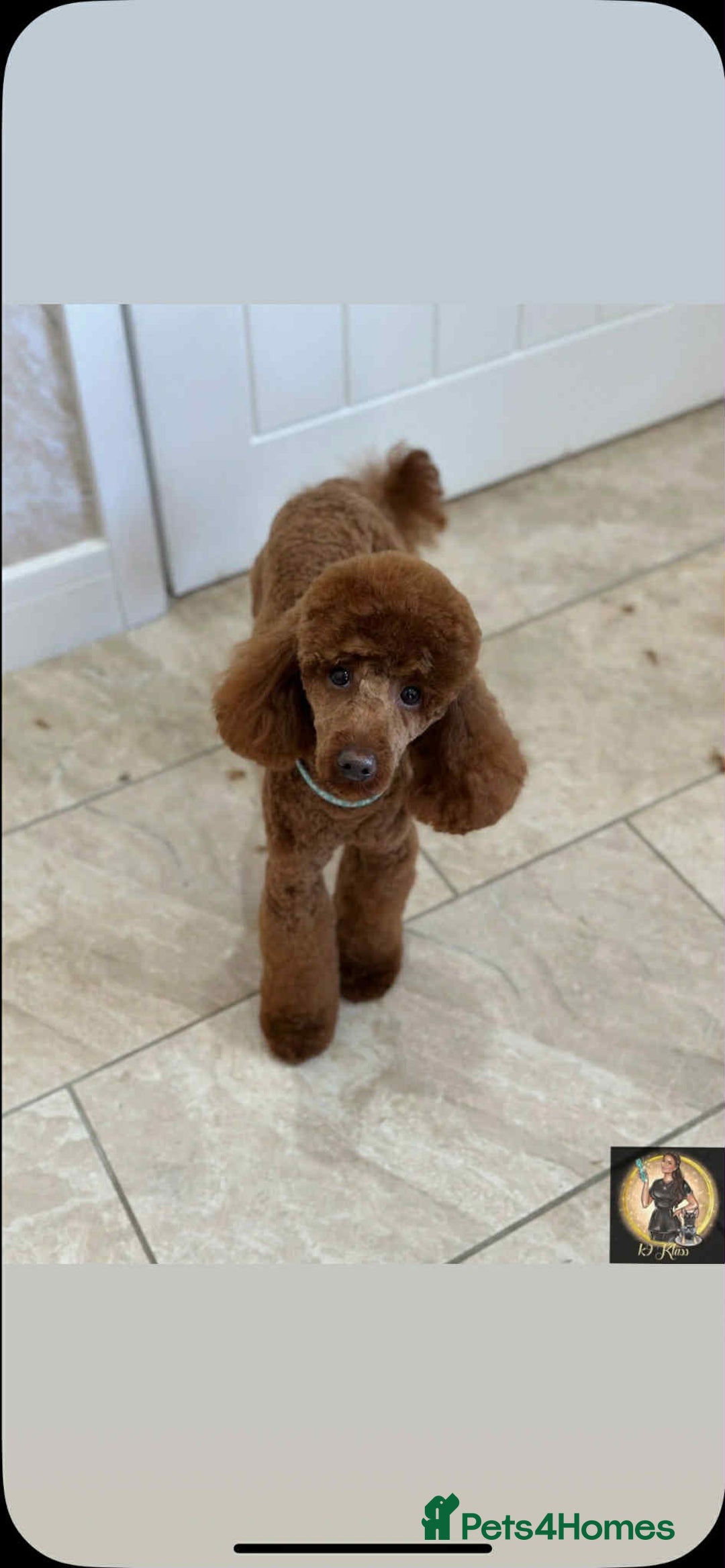 Cockapoo dogs for sale: 3 beautiful cockapoo boys - Image 15