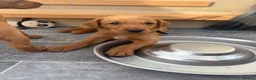 Labrador Retriever dogs for sale: Stunning Fox Red Working Labrador Retriever  in Bolton - Advert 38