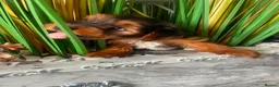 Yorkshire Terrier dogs for sale: Wioletta - Advert 16