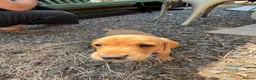 Cockerdor dogs for sale: Beautiful Cockerdor puppies  in Wincanton - Advert 11