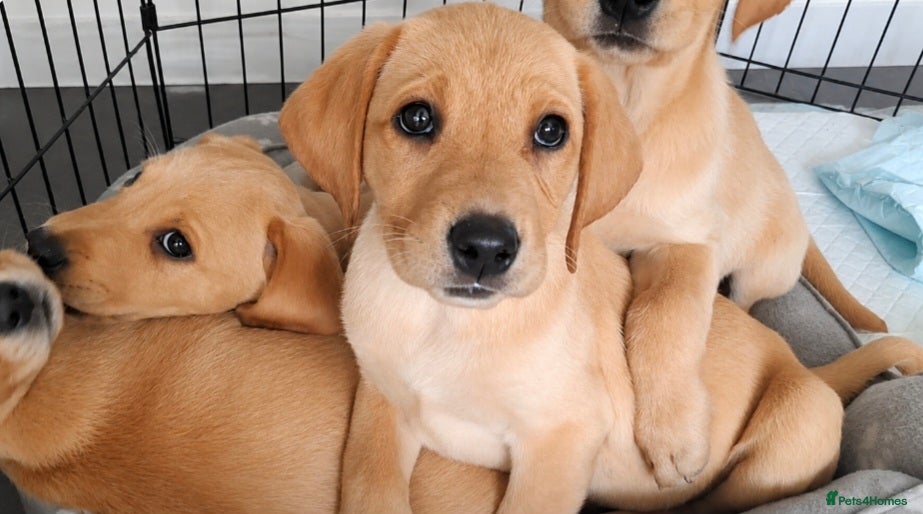 Labrador Retriever dogs *READY TO LEAVE* Beautiful labrador puppies  - Advert 2