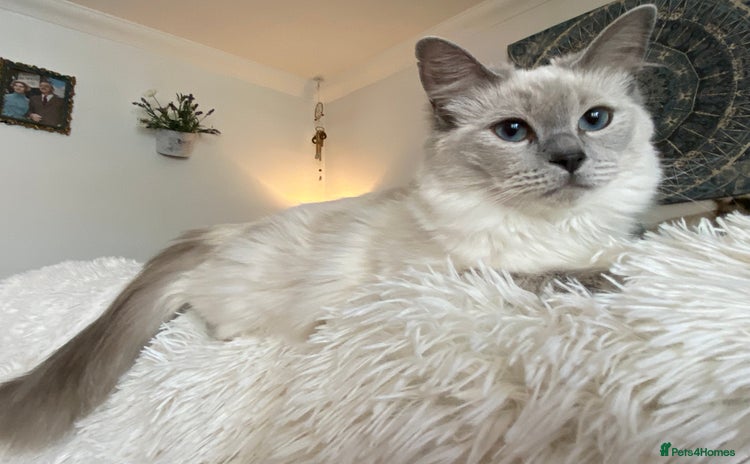Ragdoll cats - Advert 12