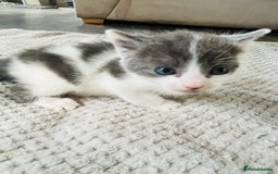 Mixed Breed cats for sale: Gorgeous Grey/White Black/White Kittens - Image 15