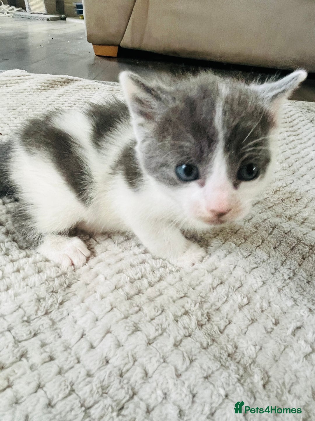 Mixed Breed cats for sale: Gorgeous Grey/White Black/White Kittens - Image 15
