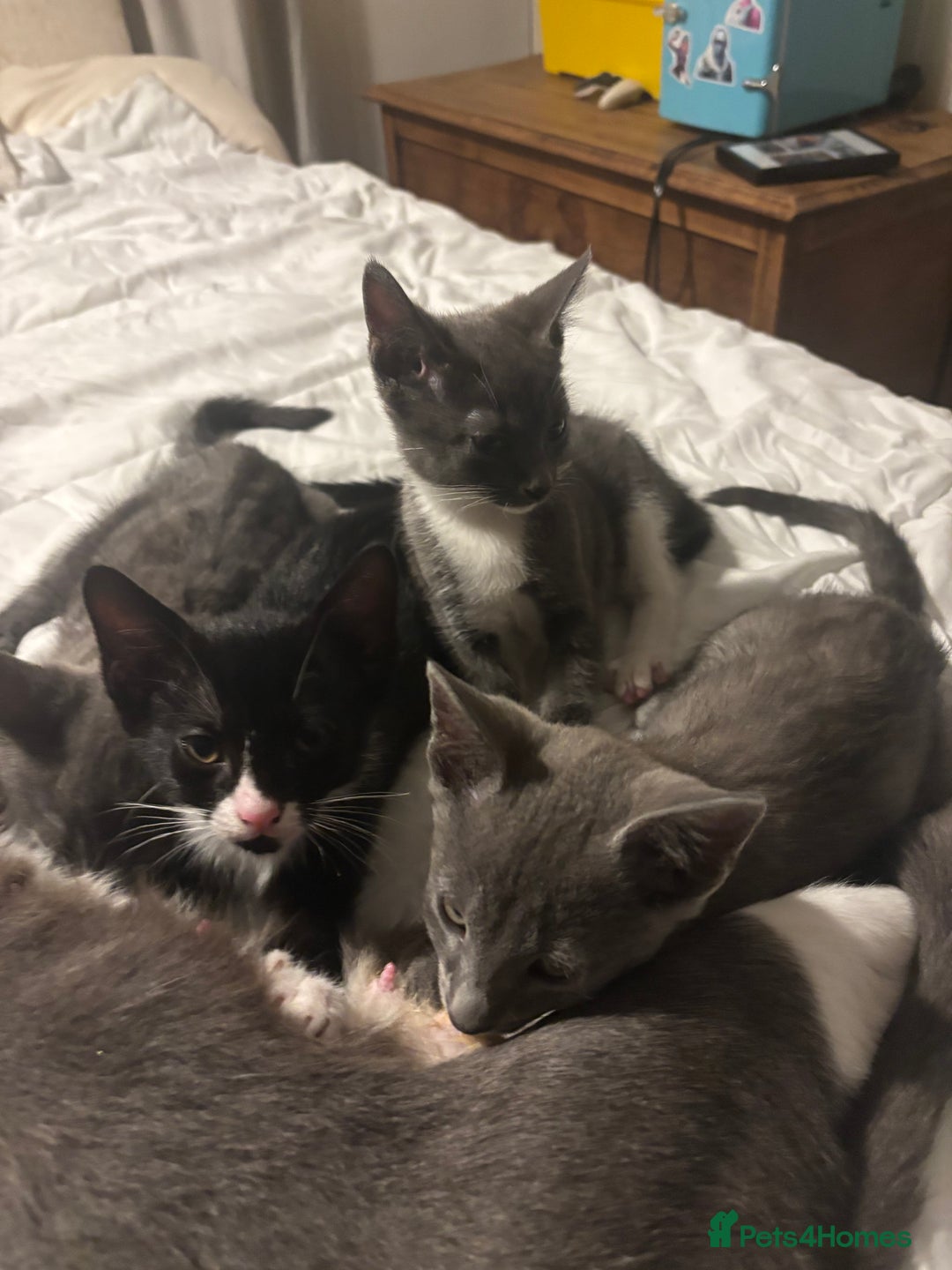 British Shorthair cats for sale: Tuxedo Male Kitten & British Shorthair Mother  - Advert 1