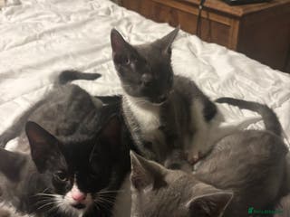British Shorthair cats Tuxedo Male Kitten & British Shorthair Mother - Advert 5