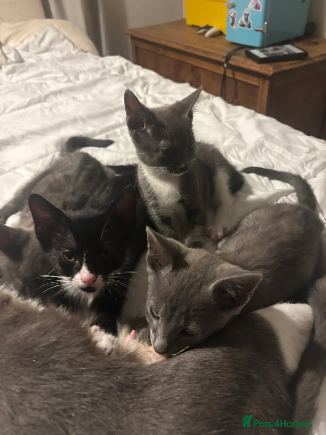 British Shorthair cats for sale: Tuxedo Male Kitten & British Shorthair Mother  - Advert 1