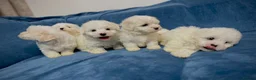 Bichon Frise dogs for sale: 6 Beautiful bichon frise puppies 🐶  in Doncaster - Advert 5