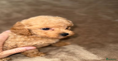 Toy Poodle dogs - Advert 5