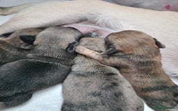Mixed Breed dogs for sale: Puppies  - Image 5