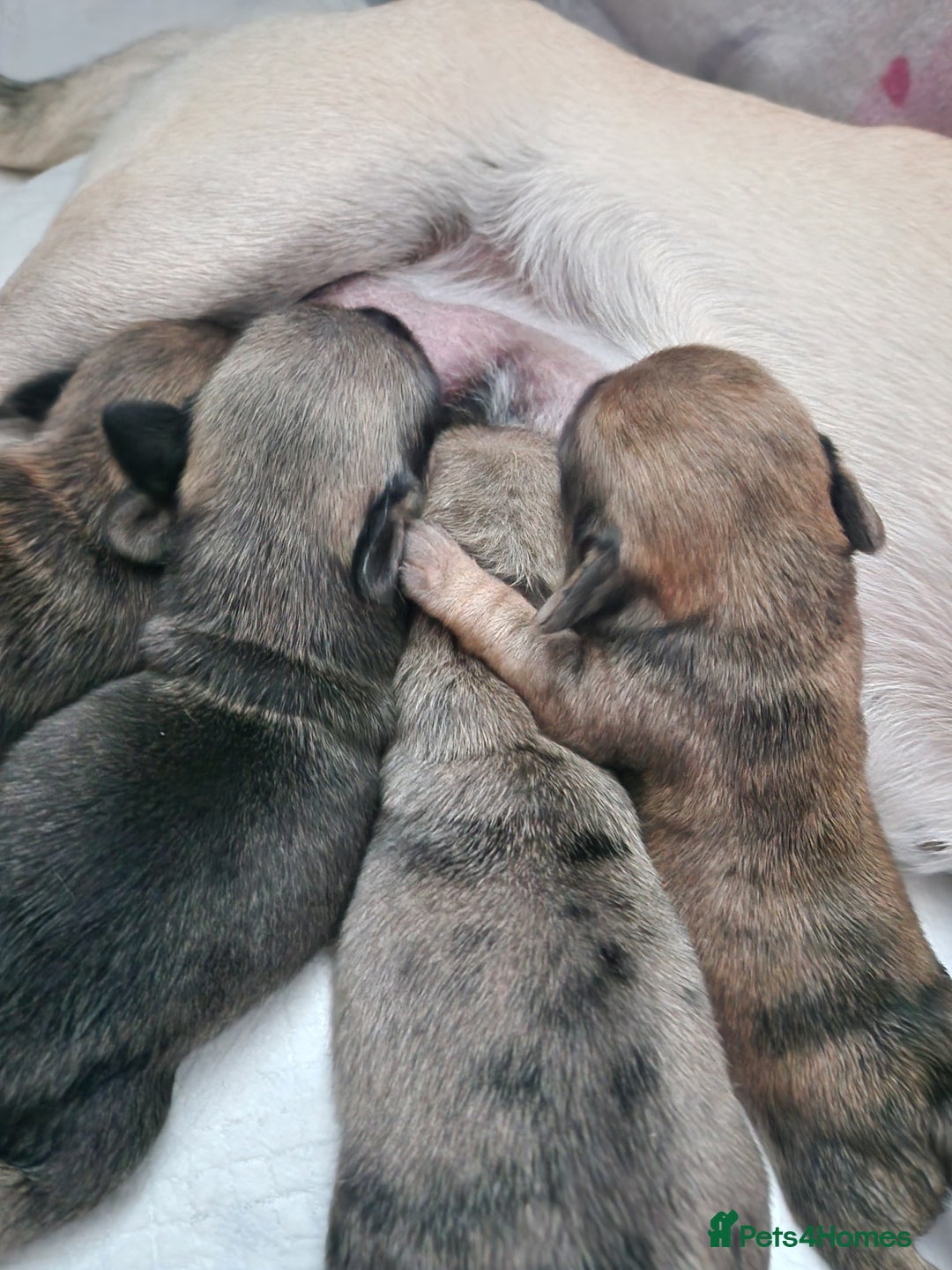 Mixed Breed dogs for sale: Puppies  - Image 5