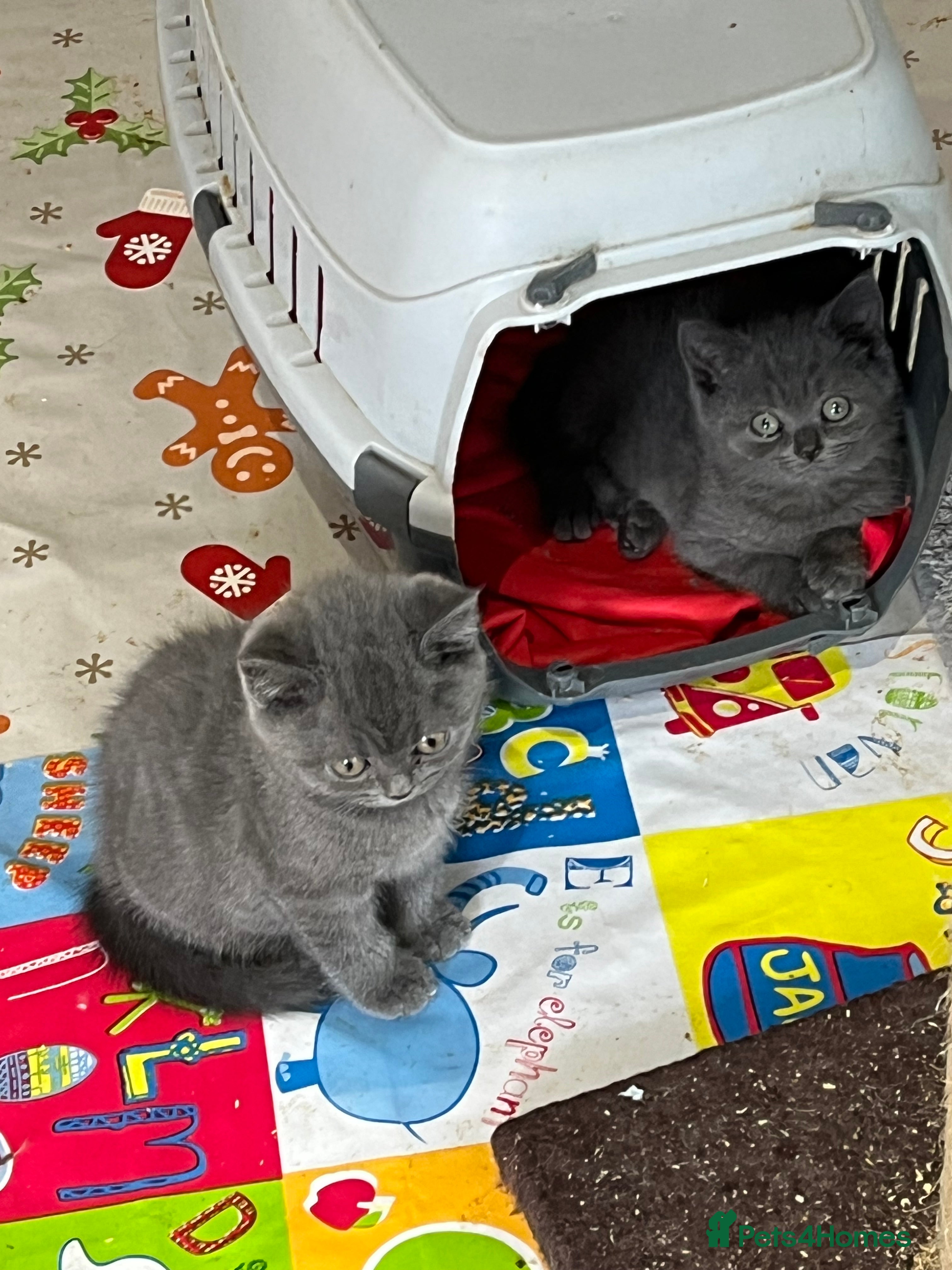 British Shorthair cats Stunning pure British Shorthaired Kittens  - Advert 2