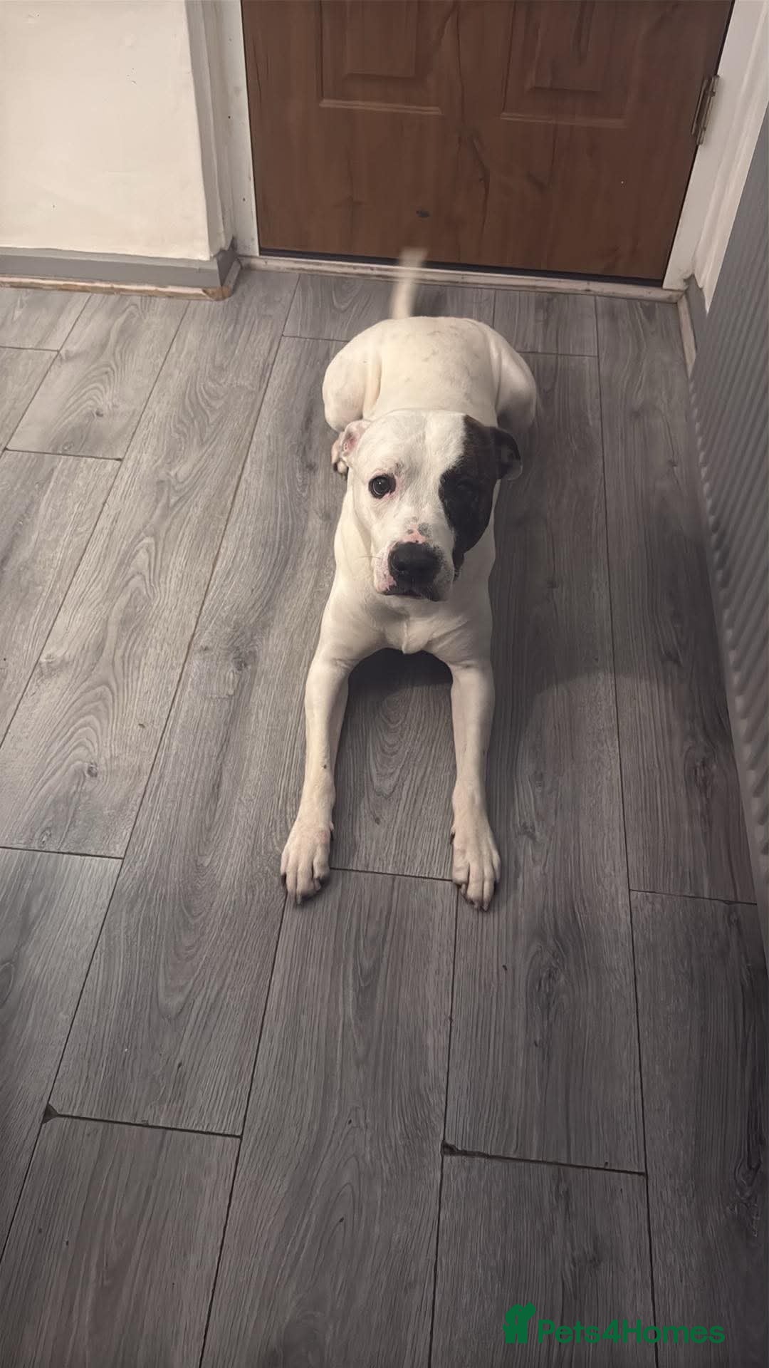 American Bulldog dogs 🐾Rehoming male 9year old American bulldog cross🐾 - Advert 1