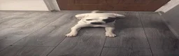 American Bulldog dogs for sale: 🐾Rehoming male 9year old American bulldog cross🐾 - Advert 1
