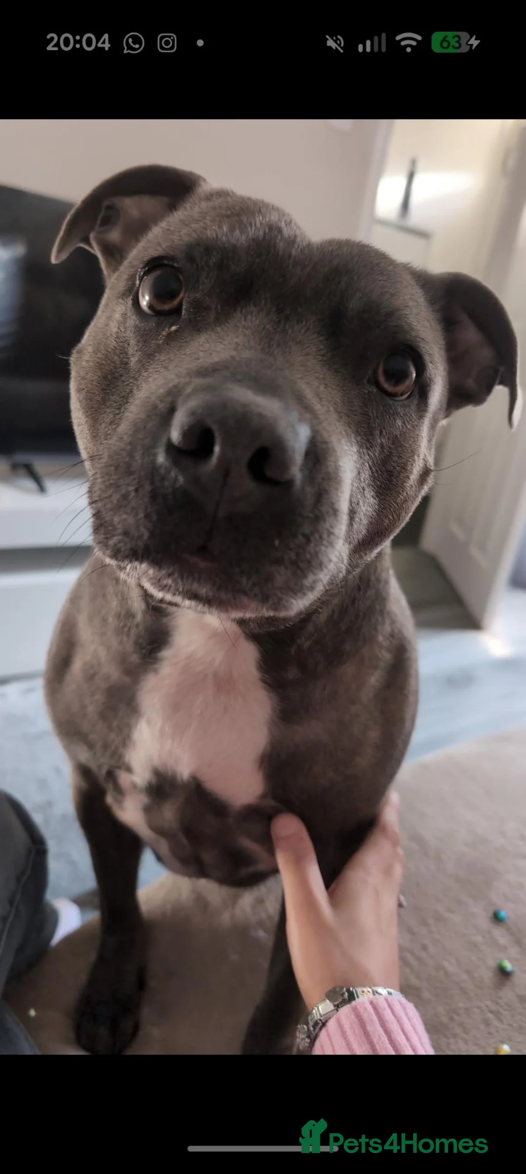 Staffordshire Bull Terrier dogs for sale: 6 year old Staffordshire bull terrier  - Advert 4