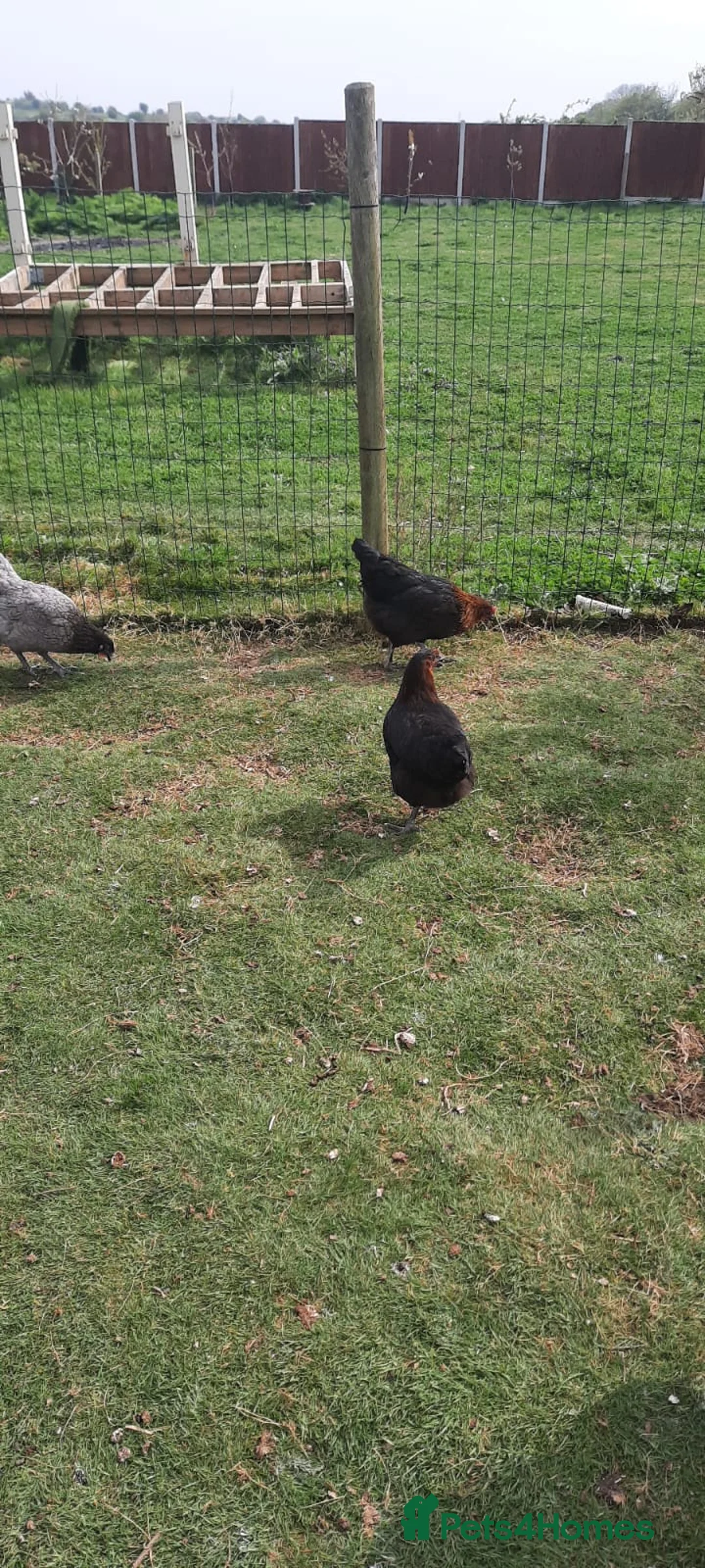 Chickens poultry for sale: POL CHICKENS AVAILABLE  - Advert 4