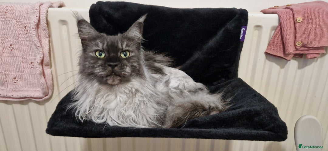 Maine Coon cats for sale: Maine coon kitten - Image 5
