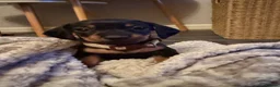 Dachshund dogs for sale: Dachshund puppies  - Advert 16