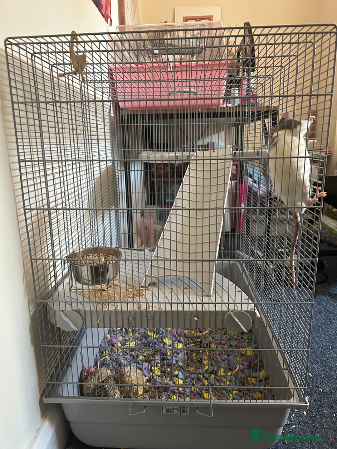 Rat rodents for sale: 2 Male Rats and Cage - Image 3