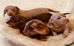 Miniature Dachshund dogs for sale: Miniature Dachshund puppies for sale  - Image 4