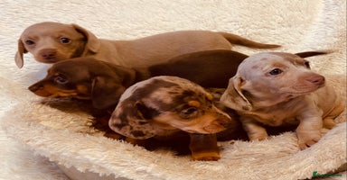 Miniature Dachshund dogs - Advert 2