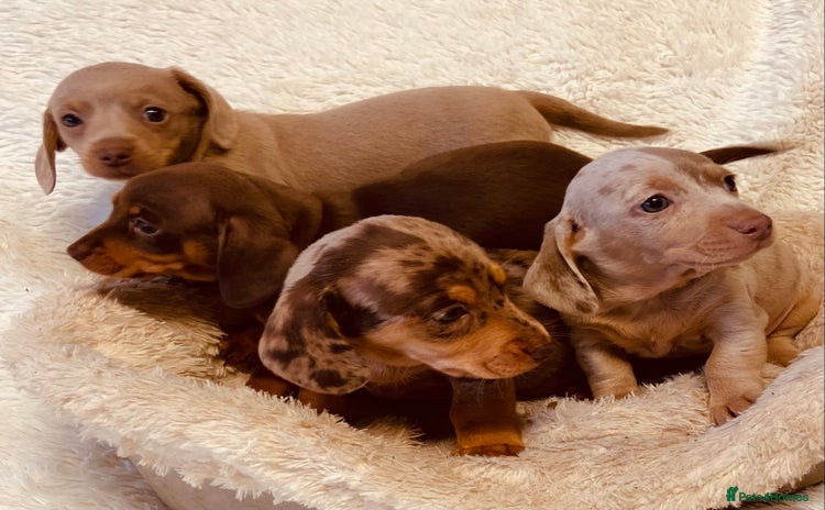 Miniature Dachshund dogs - Advert 4