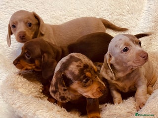 Miniature Dachshund dogs - Advert 9