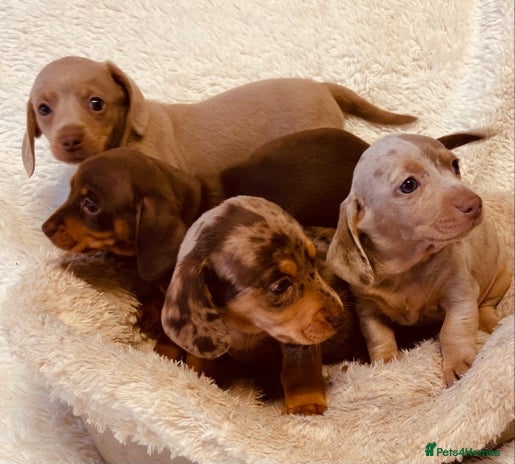Miniature Dachshund dogs - Advert 3