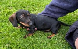Dachshund dogs for sale: Stunning Dachshunds  - Image 5