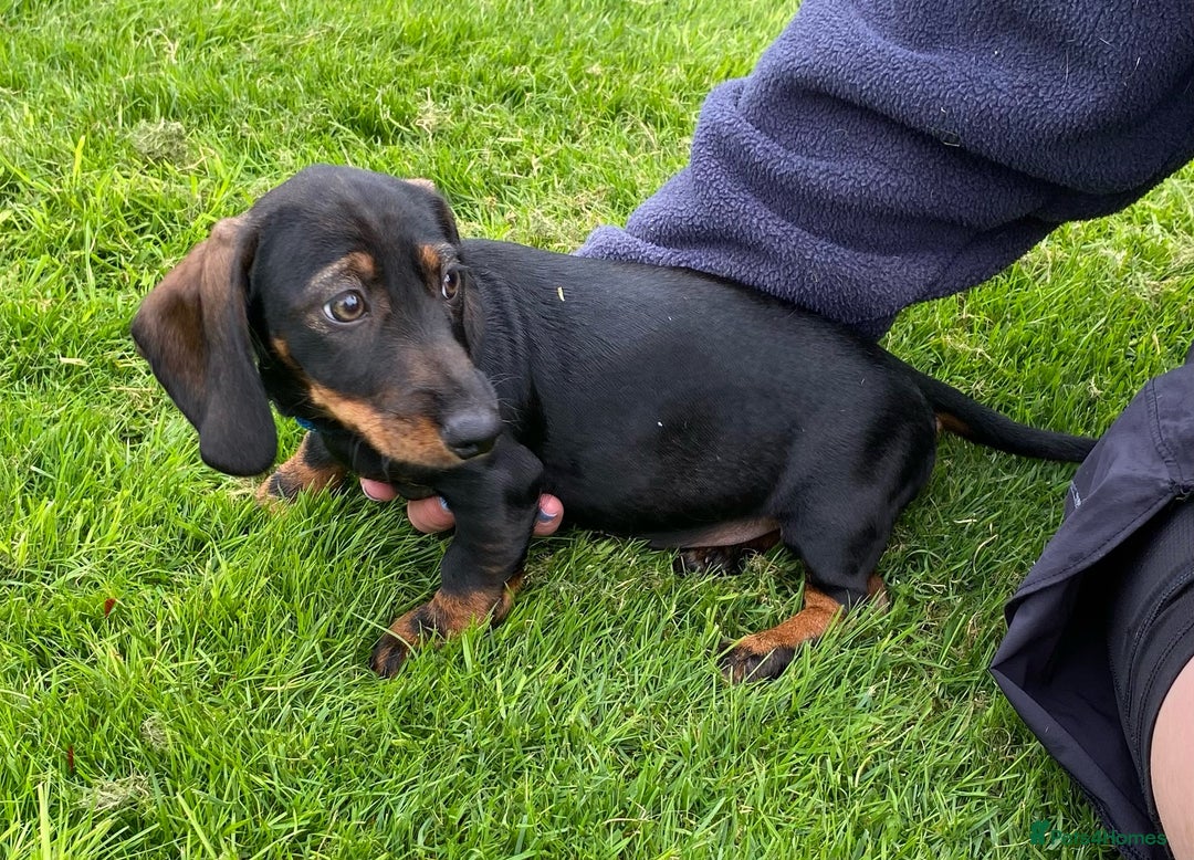 Dachshund dogs for sale: Stunning Dachshunds  - Image 5