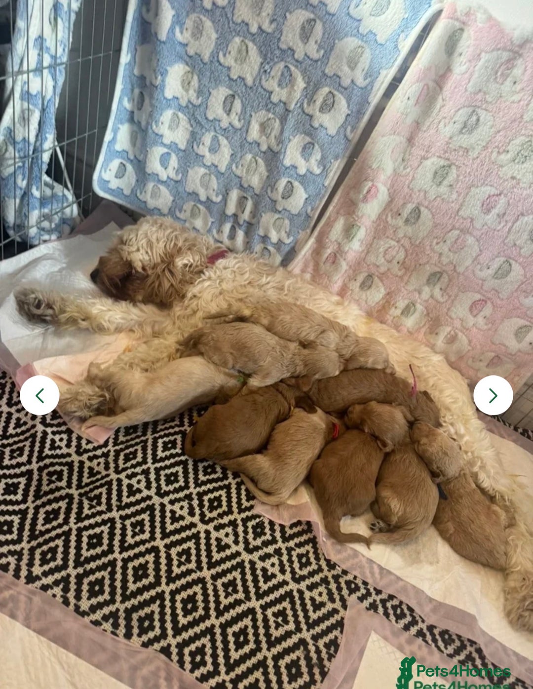 Cockapoo dogs for sale: Beautiful F1 cockapoos  - Advert 1