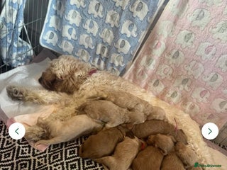 Cockapoo dogs Beautiful F1 cockapoos - Advert 1