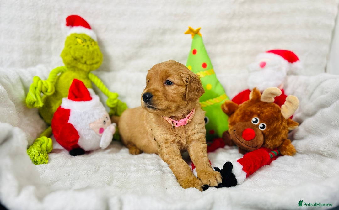 Golden Retriever dogs for sale: Extensively health tested clear golden retrievers - Advert 5