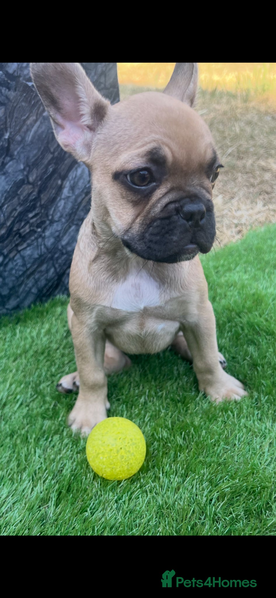 French Bulldog Puppy 1