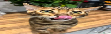 Bengal 1