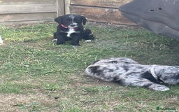 Mixed Breed dogs for sale: Rare Dalmadoodle puppies 🐶 🩷  - Image 21