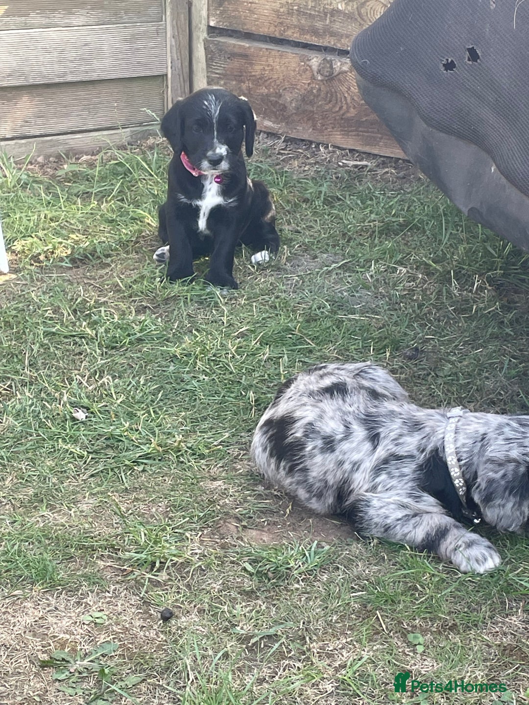Mixed Breed dogs for sale: Rare Dalmadoodle puppies 🐶 🩷  - Image 21