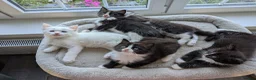 Ragdoll cats for sale: Ragdoll kittens - Advert 2