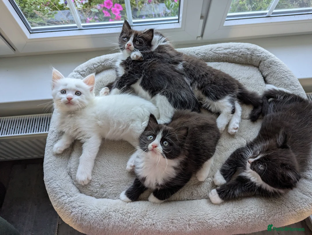 Ragdoll cats for sale: Ragdoll kittens - Advert 2