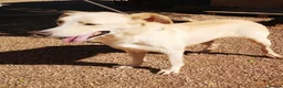 Mixed Breed dogs for adoption: 🐾💔 Yogui Needs a Home 💔🐾 - Advert 7