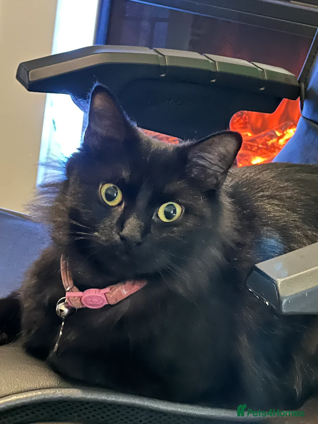 Mixed Breed cats for sale: 3 cats for sale  - Advert 3