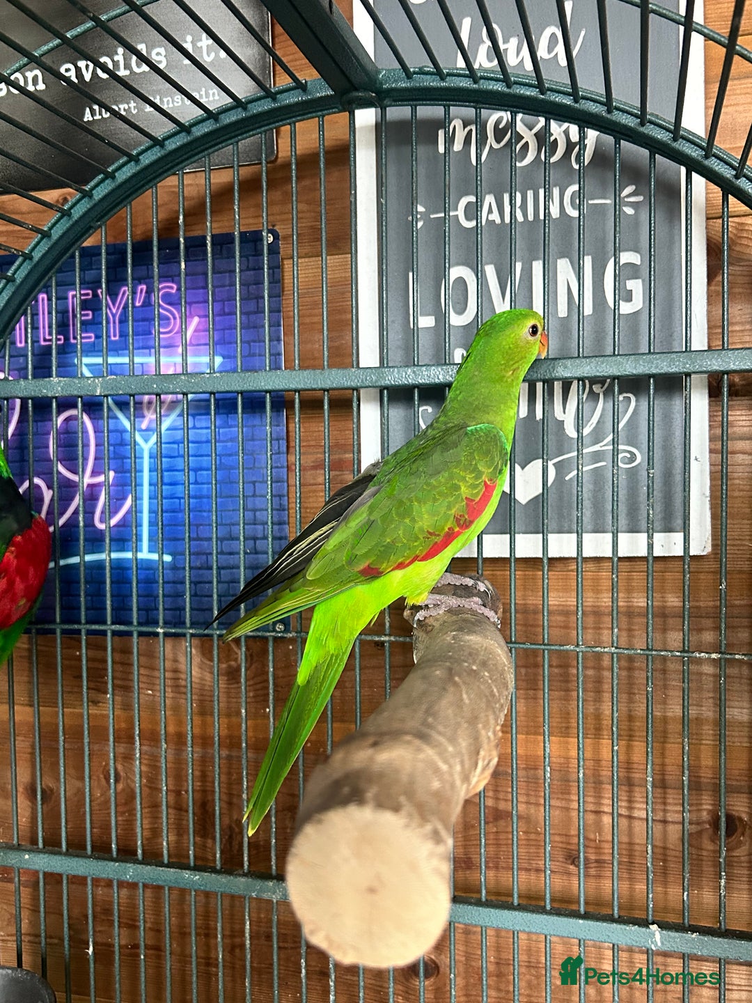 Parakeets birds for sale: Crimson wing parakeets  - Image 2