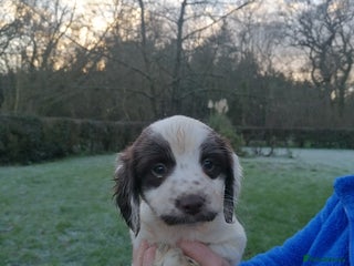 English Springer Spaniel dogs Beautiful English springer spaniel puppies - Advert 4