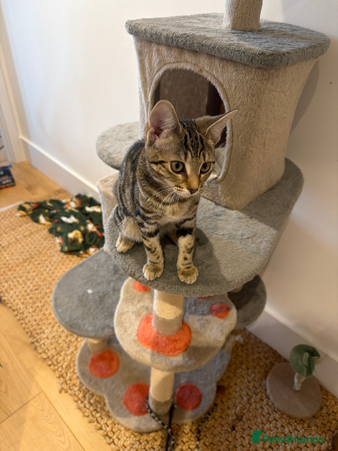 Bengal cats for sale: Affectionate Bengal Kittens – Family-Friendly - Advert 5