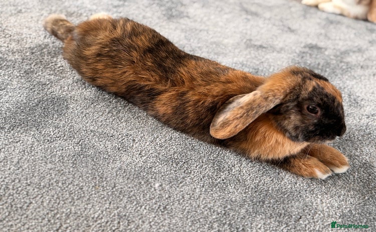 Mini Lop rabbits - Advert 6