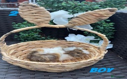 Guinea Pig rodents for sale: 4 baby guinea pigs looking for their forever home - Image 6