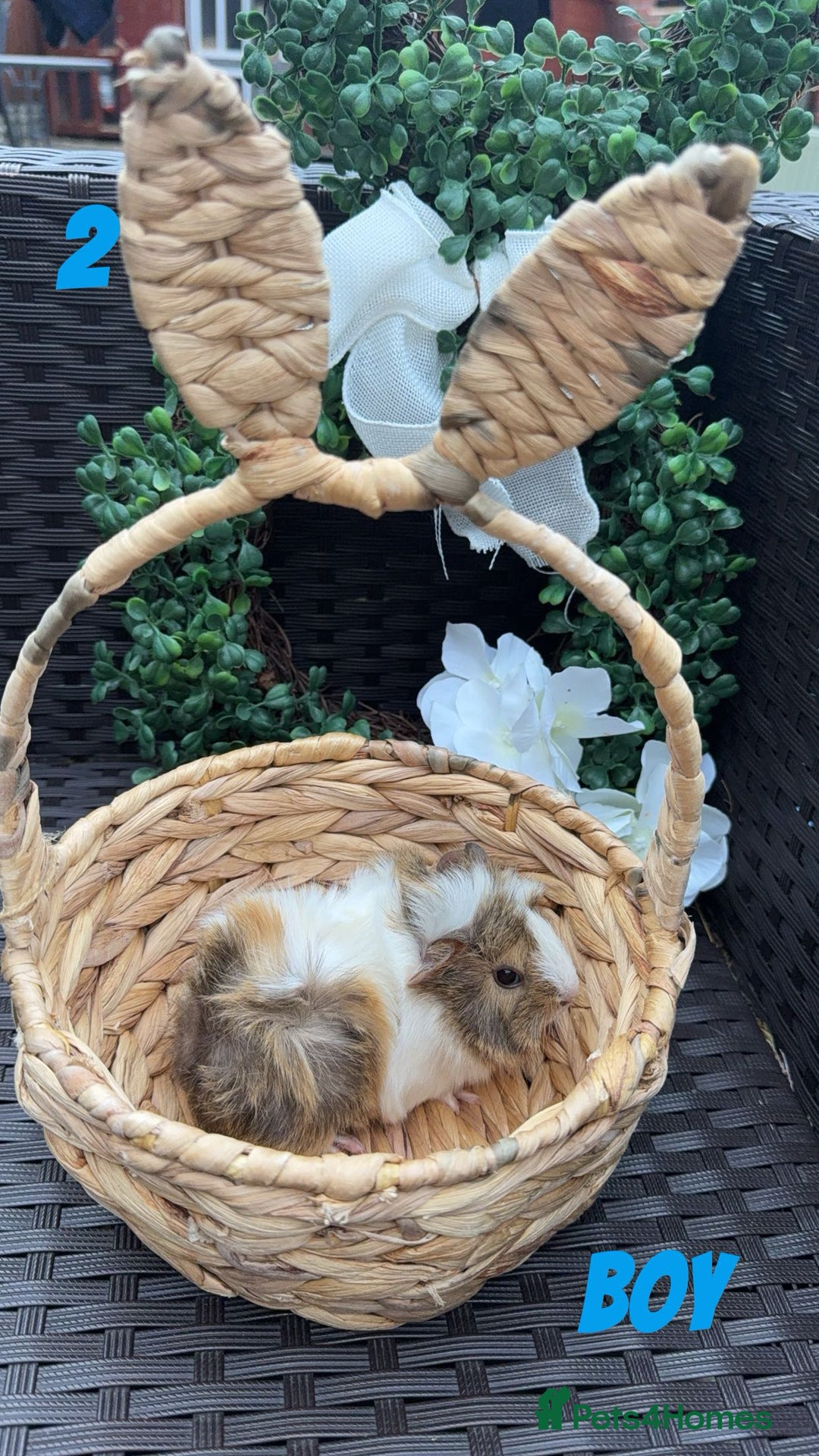 Guinea Pig rodents for sale: 4 baby guinea pigs looking for their forever home - Image 6
