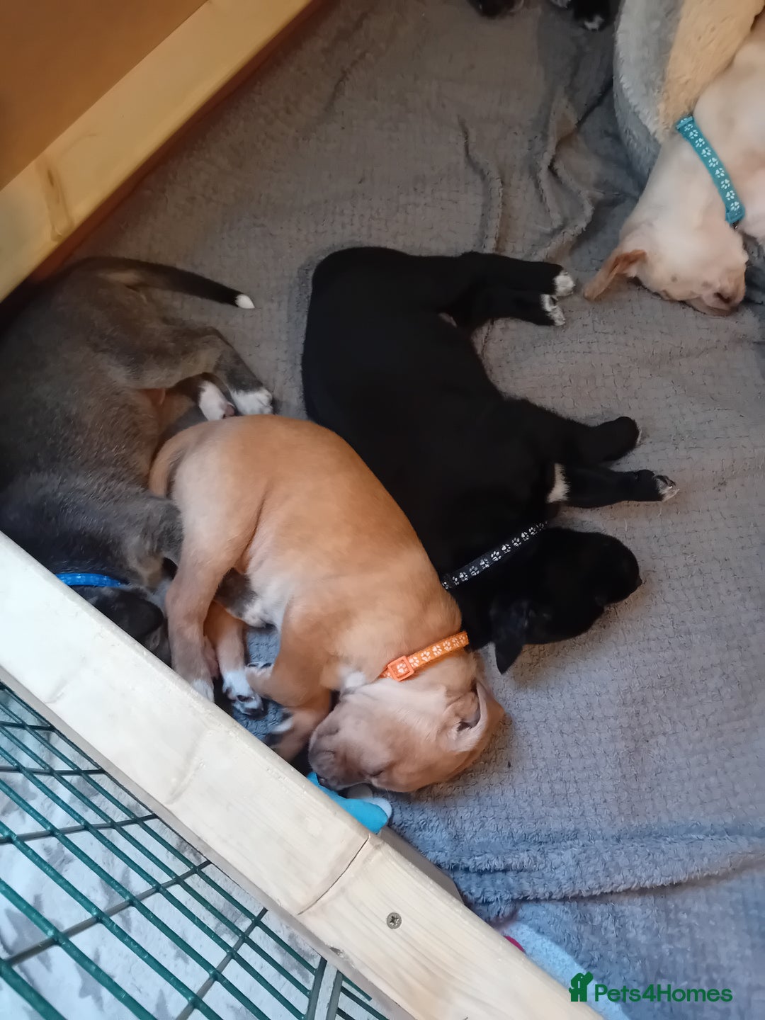 Mixed Breed dogs for sale: Gorgeous pups for sale - Image 18