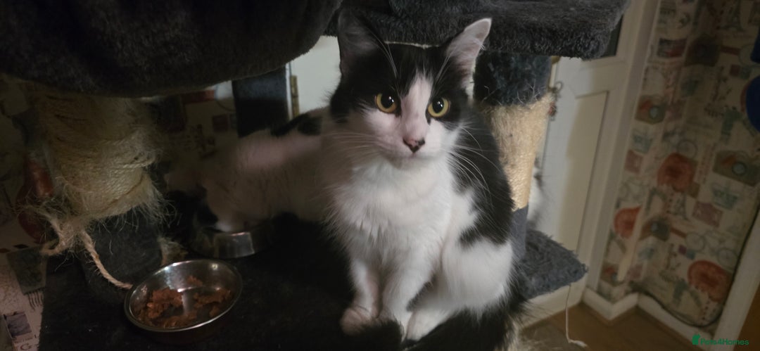 Siberian cats for sale: 3 kittens looking for home - Image 3